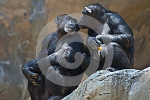 Two Mahale Mountains Chipanzee at LA Zoo look at each other one open wound arm photo