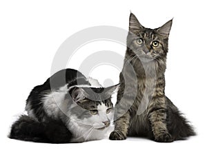 Two Maine Coon Cats, 8 and 9 months old