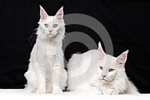 Two Maine Coon Cats on black and white background
