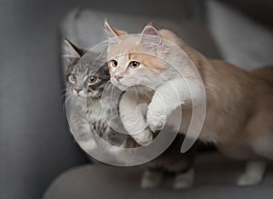 Two maine coon cats jumping simultaneously