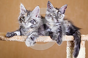 Two maine coon kittens