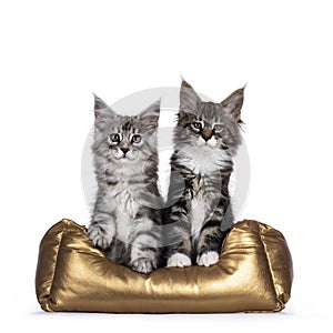 Two Maine Coon kittens in basket on white background