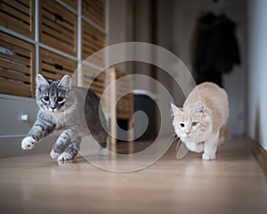 Two kittens playing and running