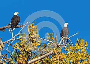 Two majestic Bald Eagles atop a Cottonwood Tree in the Fall Season in Colorado