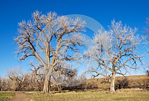 Two Majestic Bare Trees By a Path