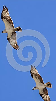 Two majestic ospreys soaring in the bright blue sky of Rockingham, Western Australia