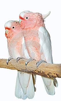 Two major Mitchell cockatoos