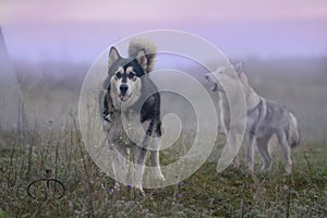 Two malamutes on a foggy morning stand on a hill in autumn