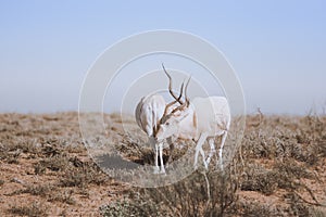 Two male addax antelopes fighting with their horns