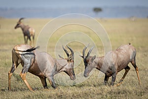 Two male adult topi antelope standing on their knees fighting in Masai Mara in Kenya