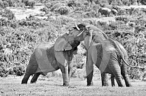 Two male African elephants fighting, South Africa. Monochrome