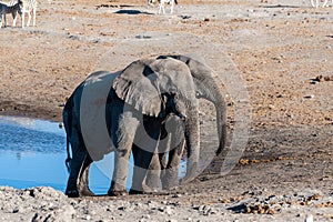 Two Male Elephants Fighting each other