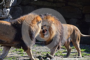 Two male African lions fight and roar in zoo