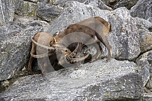 Two male Alpine ibexes Capra ibex are fighting