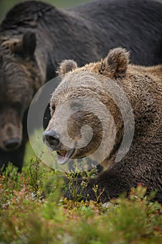 Two male bears