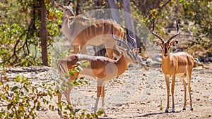 Two male black-faced impala Aepyceros melampus petersi looking with a kudu, Ongava Private Game Reserve  neighbour of Etosha,