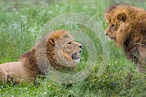 Two male brother African lions