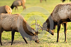 Two Male Bull Elk Sparring Testing Big Game Animal Wildlife