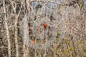 Two male cardinals in plumage