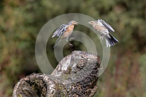 Two Male Chaffinches Fighting in the Air