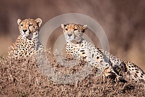Two male cheetah brothers lying on a termite mound looking alert in Masai Mara Kenya