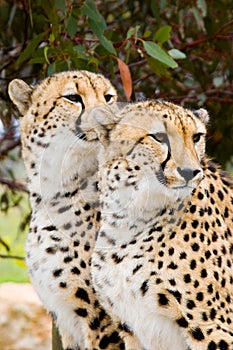 Two Male Cheetahs photo