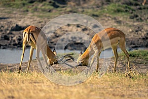 Two male common impalas fighting on riverbank