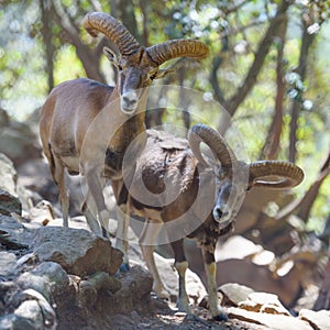 Two male Cyprus mouflons wild sheep in Troodos mountains, Cyprus