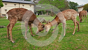 Two male deers fighting among the greenery of a city park