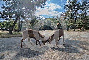 Two male deers fighting in nara park