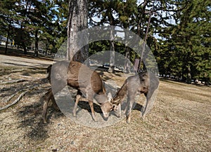 Two male deers fighting in nara park