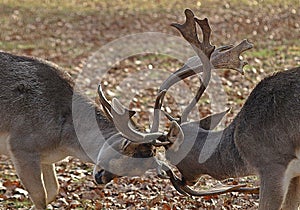 Two male deers fighting with their antlers