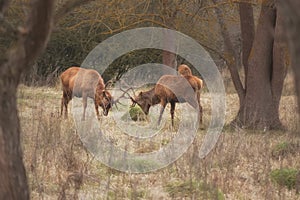 Two male deers