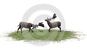 Two male deers in green grass