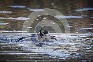 Two male ducks fighting and trying to mate with drowning female 4