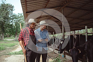 Two male farmer working and checking on his livestock in the dairy farm .Agriculture industry, farming and animal husbandry