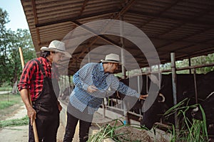 Two male farmer working and checking on his livestock in the dairy farm .Agriculture industry, farming and animal husbandry