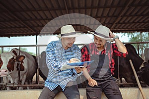 Two male farmer working and checking on his livestock in the dairy farm .Agriculture industry, farming and animal husbandry