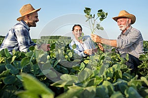 Two male farmers showing young agronomist soy plant while crouching in field