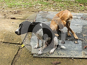 two male and female mutt dogs are playing, sitting on the ground