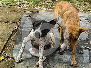 two male and female mutt dogs are playing, sitting on the ground