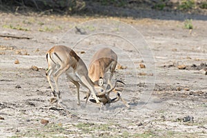 Two male gazelles fighting over female photo