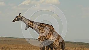 Two male giraffe necking to establish dominance in masai mara