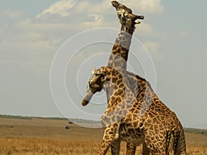 Two male giraffe necking to establish dominance in masai mara photo