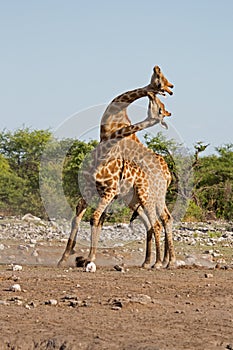 Two male Giraffes fighting