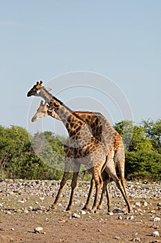 Two male Giraffes fighting