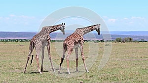 Two male giraffes fighting for dominance over a herd
