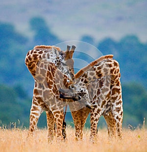 Two male giraffes fighting each other in the savannah. Kenya. Tanzania. East Africa.