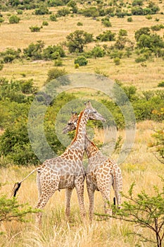 Two male giraffes fighting  Giraffa camelopardalis, Pilanesberg National Park, South Africa.