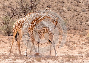 Two male giraffes necking each other